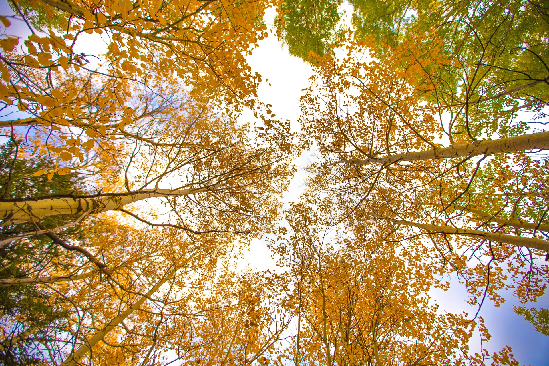 Sunlight through an aspen canopy in Grand Teton country