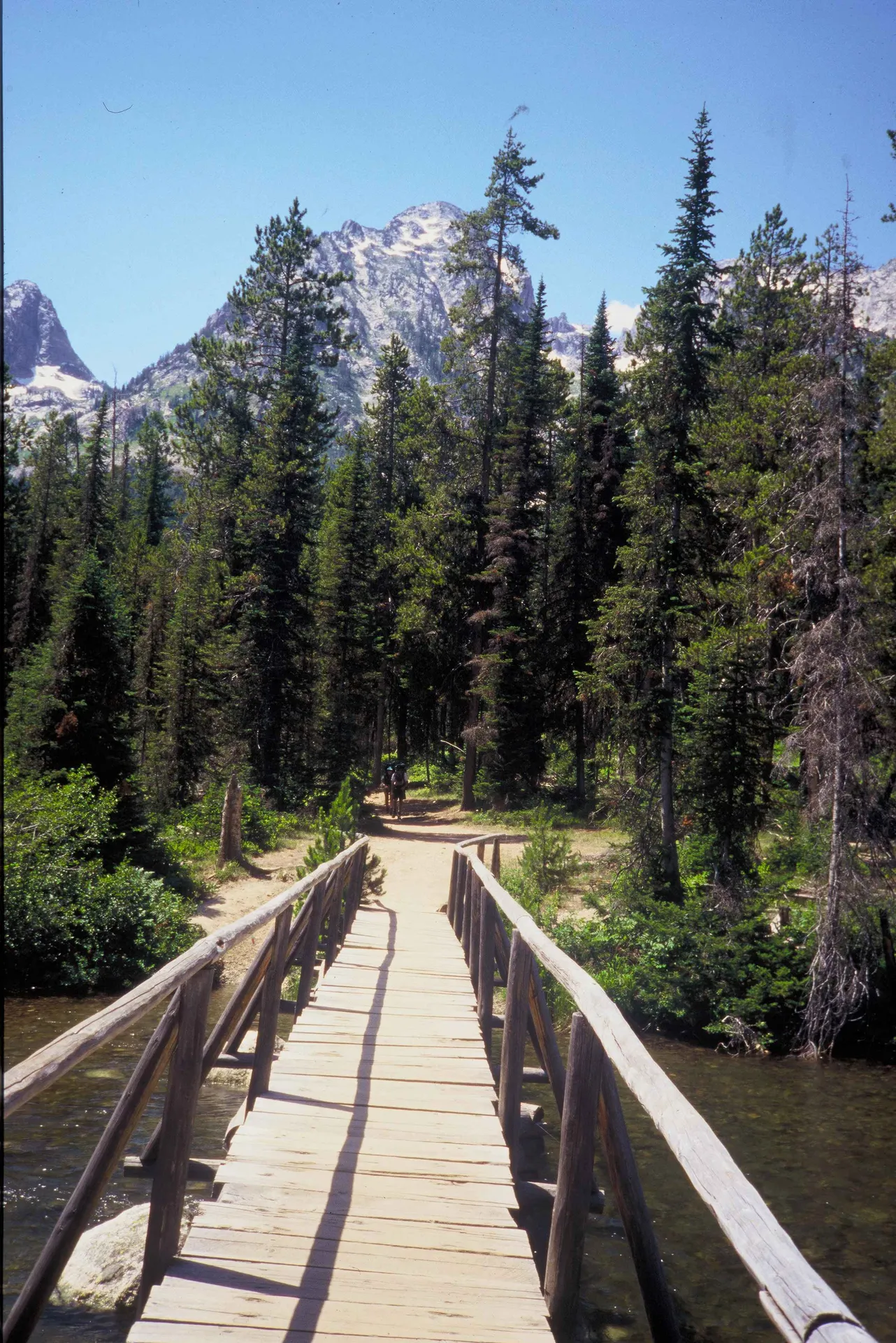 A forest path beneath lodgepole and mixed woodland in Grand Teton National Park